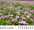 Lotus flower field 77418233