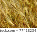Wheat field up 77418234