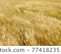 Wheat field dancing in the wind 77418235