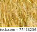 Wheat up 77418236