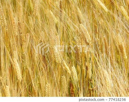 Wheat up Wheat up 77418236