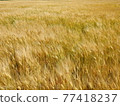 A golden wheat field 77418237