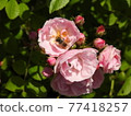 Fluffy pink roses and bees 77418257