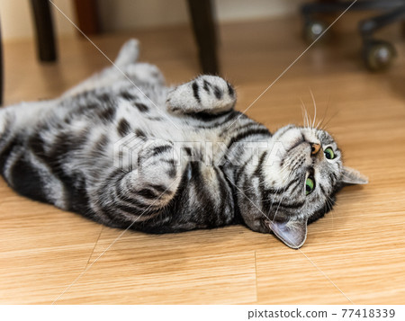 我們的寵物貓,美國短毛貓,舒服地躺在地板上 我們的寵物貓,美國短毛貓,舒服地躺在地板上 77418339