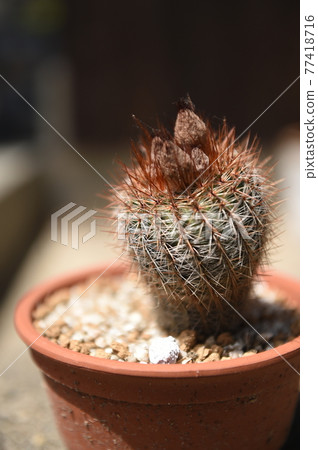 Flowers Flowers 77418716