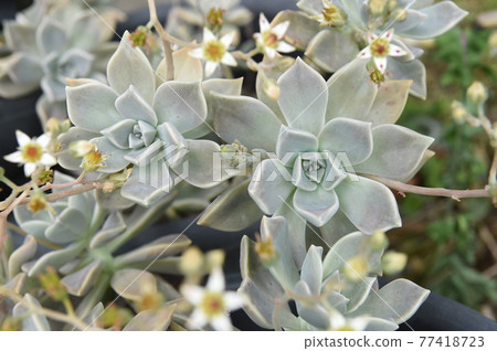 Flowers Flowers 77418723