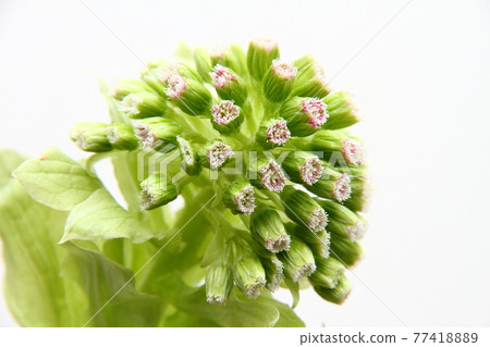 Butterbur sprout 16 Butterbur sprout 16 77418889