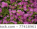 充滿水的紫色花（杜鵑花） 77418961