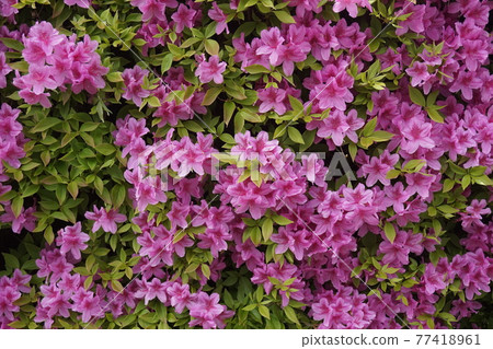 充滿水的紫色花（杜鵑花） 77418961