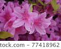 充滿水的紫色花（杜鵑花） 77418962