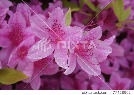 充滿水的紫色花（杜鵑花） 77418962