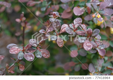 雨後的葉子 雨後的葉子 77418964