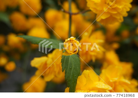 雨後濕漉漉的黃色花蕾 雨後濕漉漉的黃色花蕾 77418968
