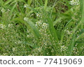 大自然中盛開的三葉草花 77419069