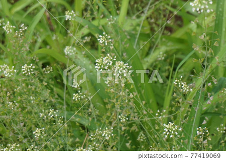 大自然中盛開的三葉草花 77419069