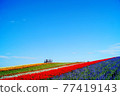 Midsummer flower field and observatory 77419143