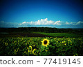 Midsummer sunflower 77419145