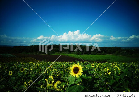 Midsummer sunflower Midsummer sunflower 77419145