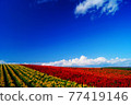 Summer red and yellow flower fields 77419146
