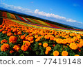 Summer marigolds and flower fields 77419148