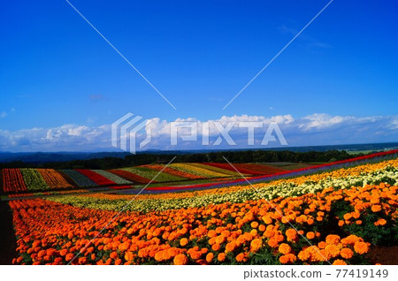 夏季條紋花田 夏季條紋花田 77419149