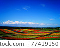 Spacious flower field in summer 77419150