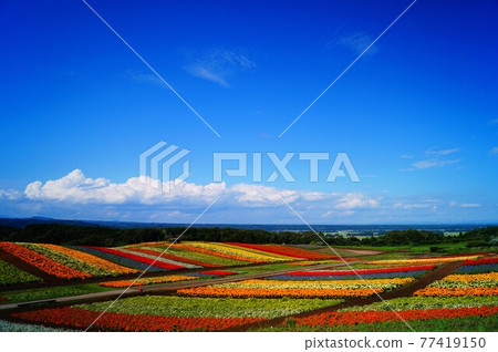 夏天寬敞的花田 夏天寬敞的花田 77419150