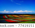 Summer colorful flower garden 77419151