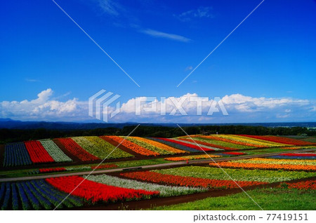 Summer colorful flower garden Summer colorful flower garden 77419151