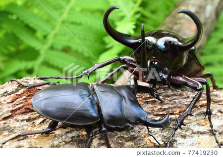 國內奧和形VS白人奧卡布托 森林樹上之戰 77419230