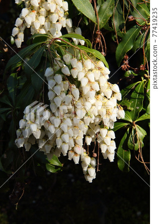 Japanese andromeda 14 77419235