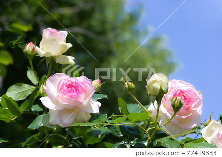 Vine rose Pierre de Ronsard Vine rose Pierre de Ronsard 77419333