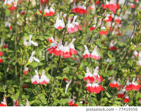 Roadside salvia hot lips 77419356