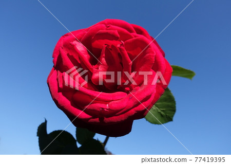 玫瑰玫瑰玫瑰 玫瑰玫瑰玫瑰 77419395