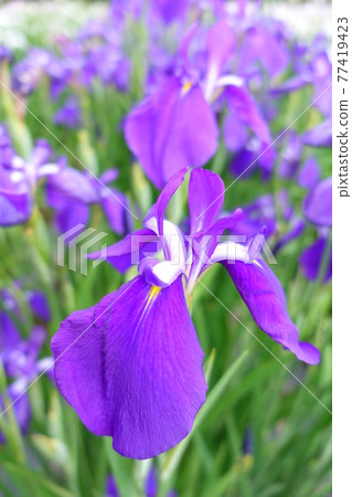 Iris iris 77419423