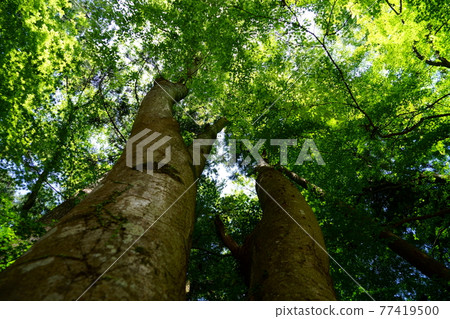 Nara Okuyama Driveway Giant Tree 5 Nara Okuyama Driveway Giant Tree 5 77419500