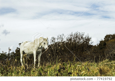 An old white horse standing in a lonely meadow 77419792