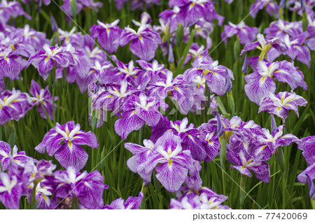 Pink and white iris flowers are in bloom in the iris garden. The name of this iris is Benihime. 77420069