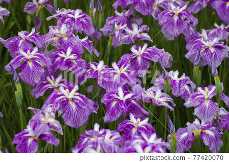 Pink and white iris flowers are in bloom in the iris garden. The name of this iris is Benihime. 77420070