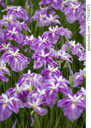 Pink and white iris flowers are in bloom in the iris garden. The name of this iris is Benihime. 77420071