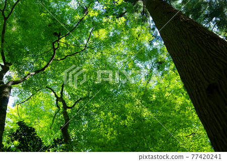 Nara Okuyama Driveway, Fresh Green and Mystery of Oki 15 77420241