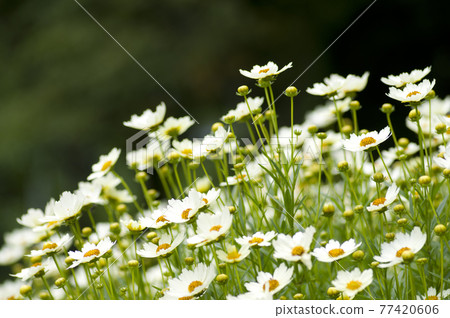 The white flowers of the star cluster are in bloom. 77420606
