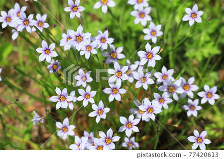 Sisyrinchium blooming in the park Sisyrinchium blooming in the park 77420613