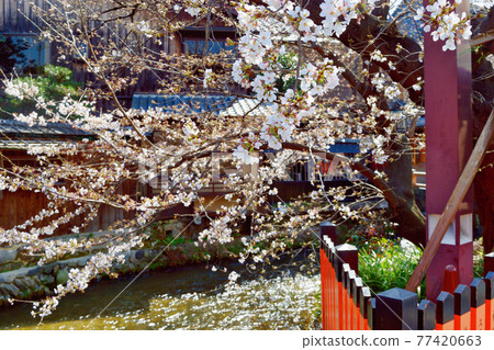 京都只園白河和櫻花 77420663