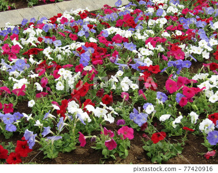 日晷花壇矮牽牛花 77420916
