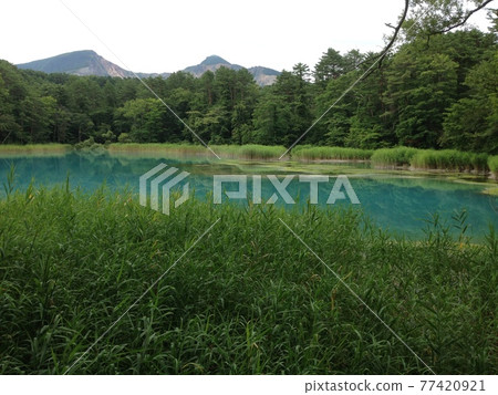 青沼和綠色 青沼和綠色 77420921