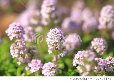 盛開時間（花園百里香） 77421165