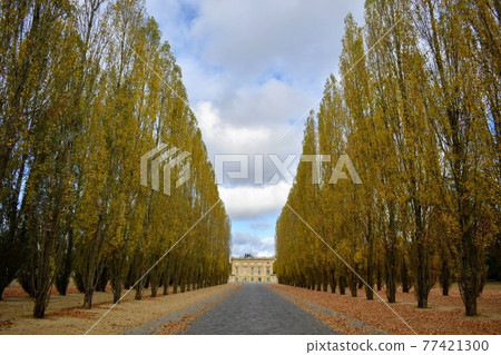 變成黃色的綠樹成蔭的道路 77421300