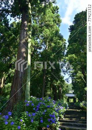 Sanmon and cedar forest on the stone steps of the approach to the hydrangea of Daichu-ji Temple Sanmon and cedar forest on the stone steps of the approach to the hydrangea of Daichu-ji Temple 77421312