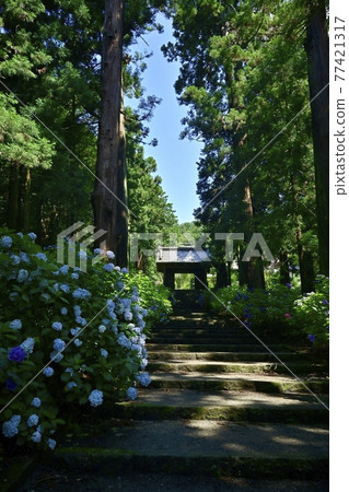 Sanmon and cedar forest on the stone steps of the approach to the hydrangea of Daichu-ji Temple Sanmon and cedar forest on the stone steps of the approach to the hydrangea of Daichu-ji Temple 77421317